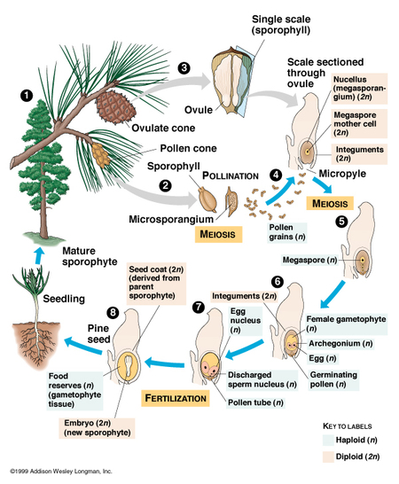pine life cycle diagram